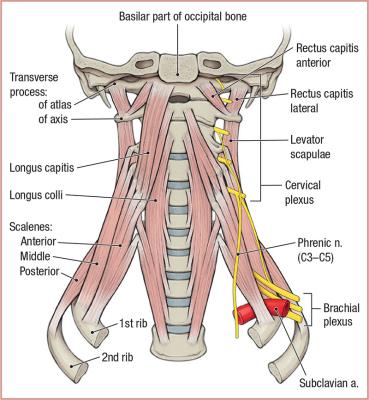 thumbs/Prevertebral Muscles.jpeg.jpg